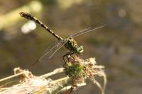 Onychogomphus forcipatus