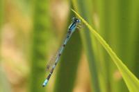 Enallagma cyathigerum