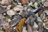 Orthetrum cancellatum