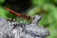 Sympetrum sanguineum