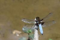 Libellula depressa