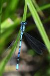 Enallagma cyathigerum