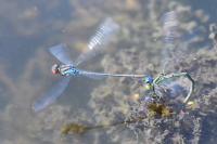 Erythromma viridulum
