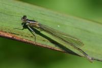Ischnura elegans
