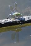 Anax imperator