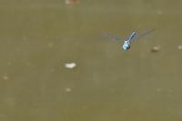 Aeshna affinis