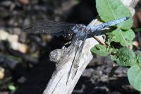 Orthetrum coerulescens