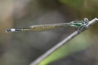 Ischnura elegans