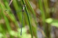 Chalcolestes viridis