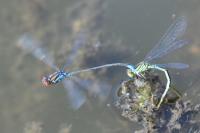 Erythromma viridulum