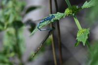 Enallagma cyathigerum