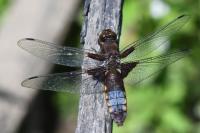 Libellula depressa