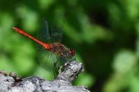 Sympetrum sanguineum