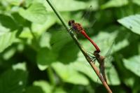 Sympetrum sanguineum