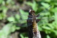 Libellula depressa