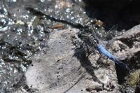 Orthetrum cancellatum