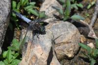Orthetrum cancellatum