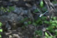 Aeshna affinis