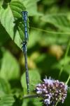 Enallagma cyathigerum