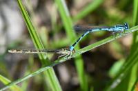 Enallagma cyathigerum