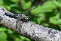 Orthetrum cancellatum