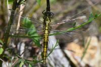 Orthetrum cancellatum