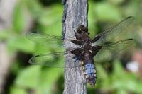 Libellula depressa
