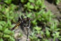 Libellula depressa