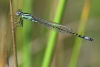 Ischnura elegans