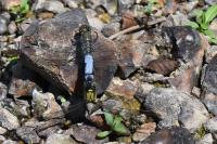 Orthetrum cancellatum