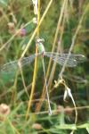 Chalcolestes viridis