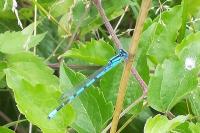 Enallagma cyathigerum