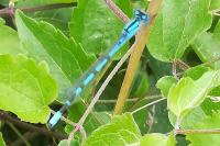 Enallagma cyathigerum