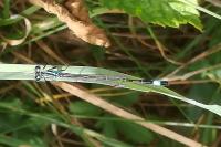 Ischnura elegans