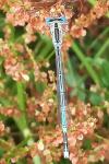 Platycnemis pennipes
