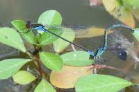Erythromma viridulum