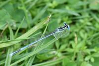 Platycnemis pennipes