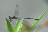 Chalcolestes viridis