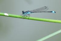 Ischnura elegans