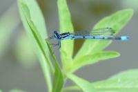 Coenagrion puella