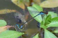 Erythromma viridulum