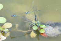 Erythromma viridulum