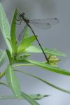 Chalcolestes viridis