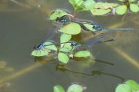 Erythromma viridulum