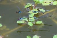 Erythromma viridulum