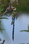 Anax imperator