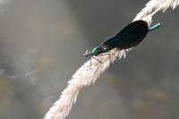 Calopteryx virgo