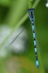 Coenagrion mercuriale