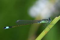 Ischnura elegans