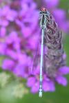Platycnemis pennipes